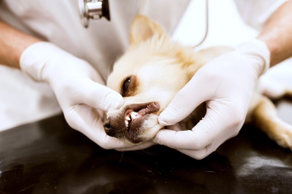 Close-up of vet examining dog in clinic, dog passing away check